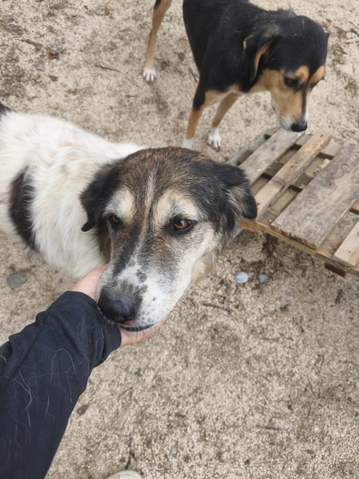 Senior Drago needs a home - media 9
