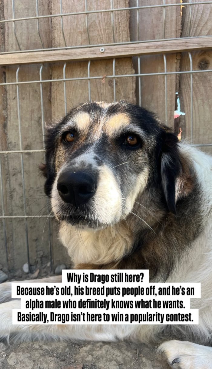 Senior Drago needs a home - media 8