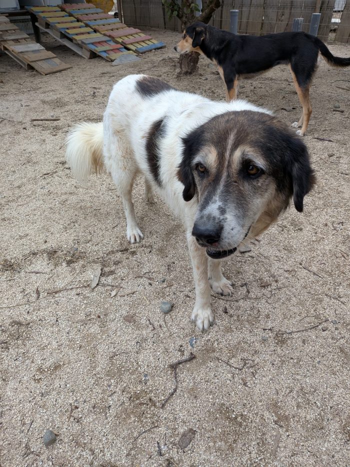 Senior Drago needs a home