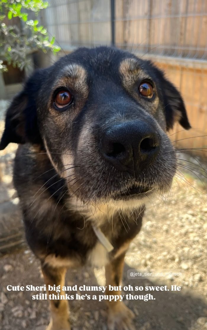 Sheri needs a home