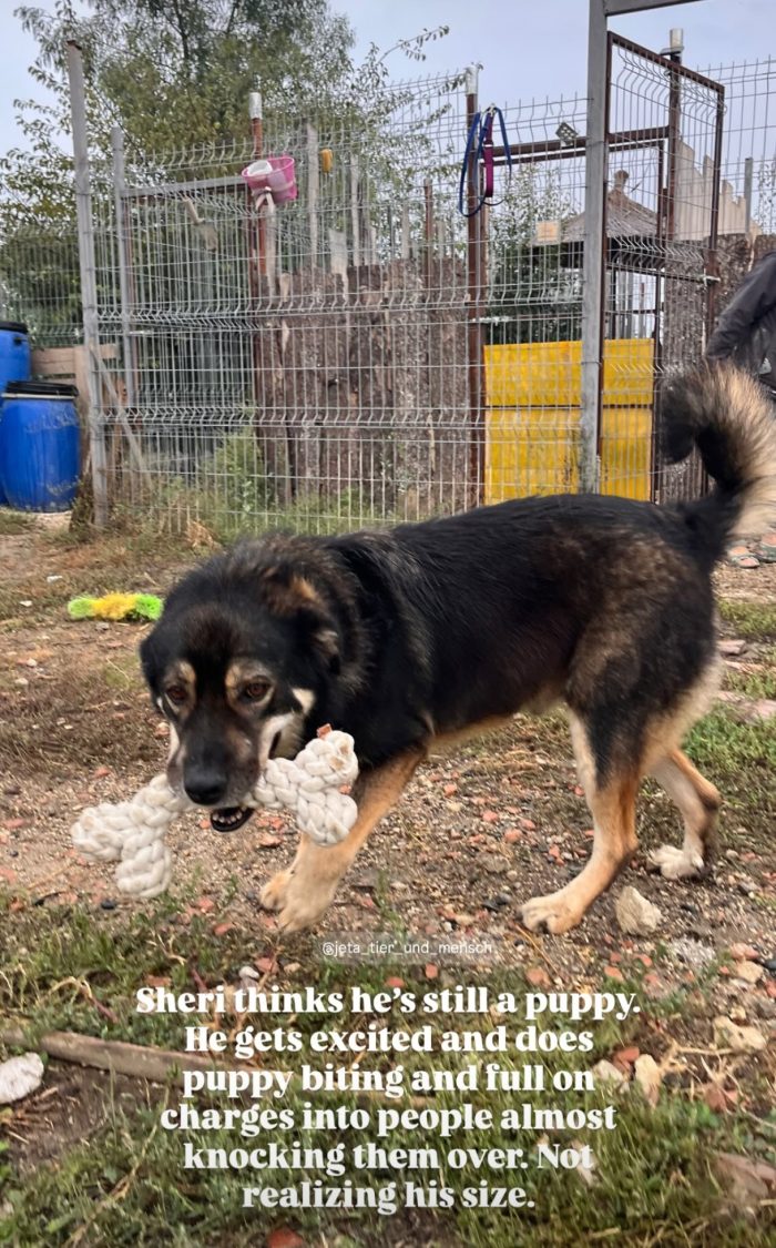 Sheri needs a home