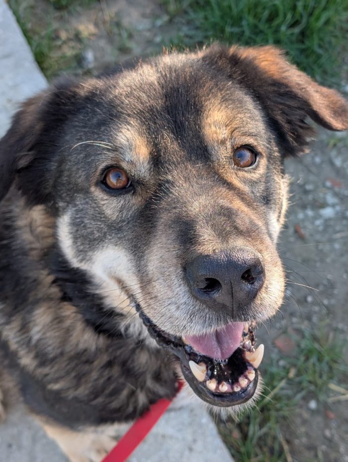 Sheri needs a home - media 4