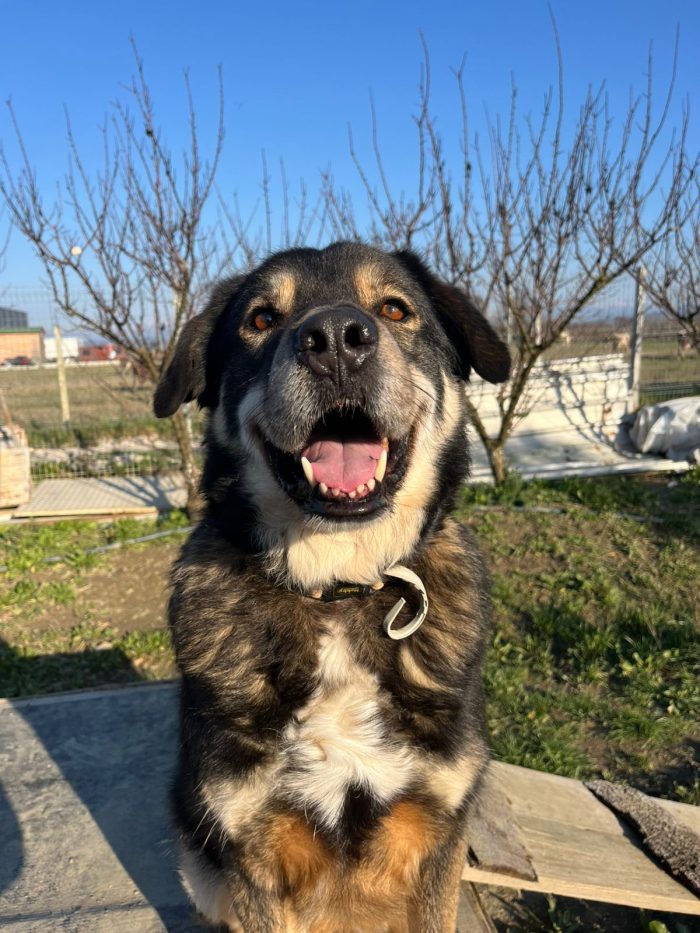 Sheri needs a home - media 5