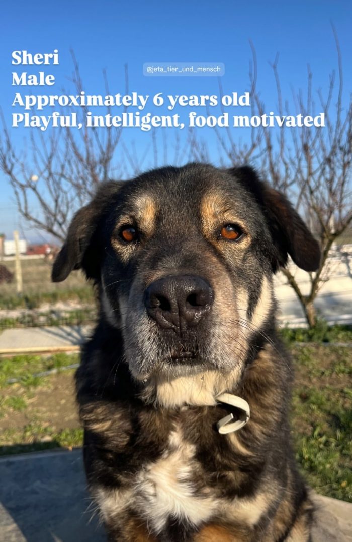 Sheri needs a home - media 6