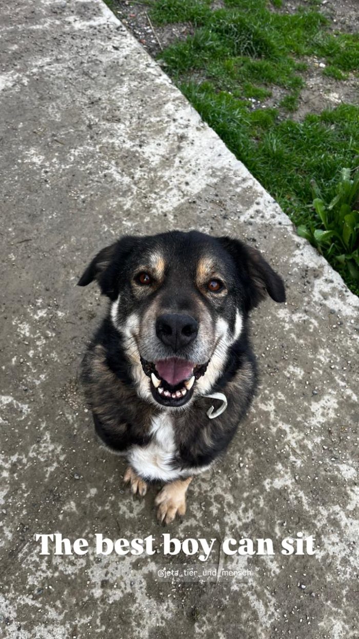 Sheri needs a home - media 7