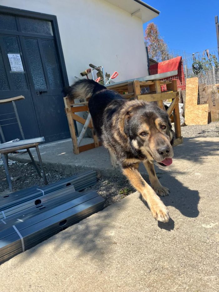 Sheri needs a home - media 8