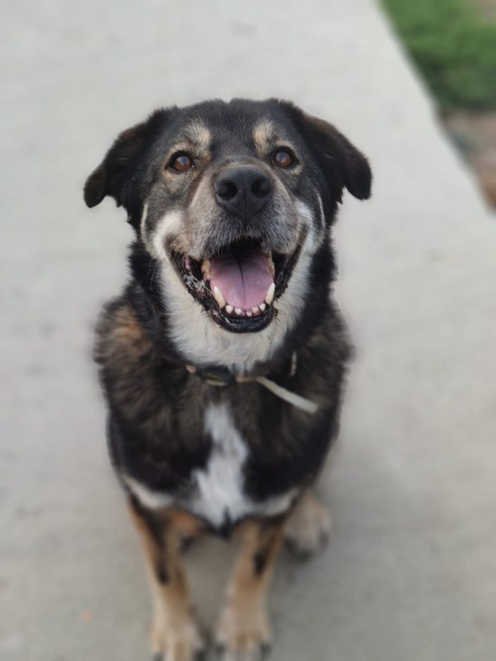 Sheri needs a home