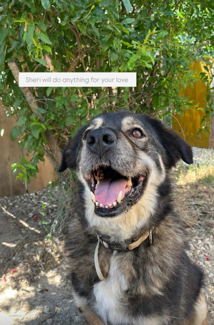 Sheri needs a home - media 9