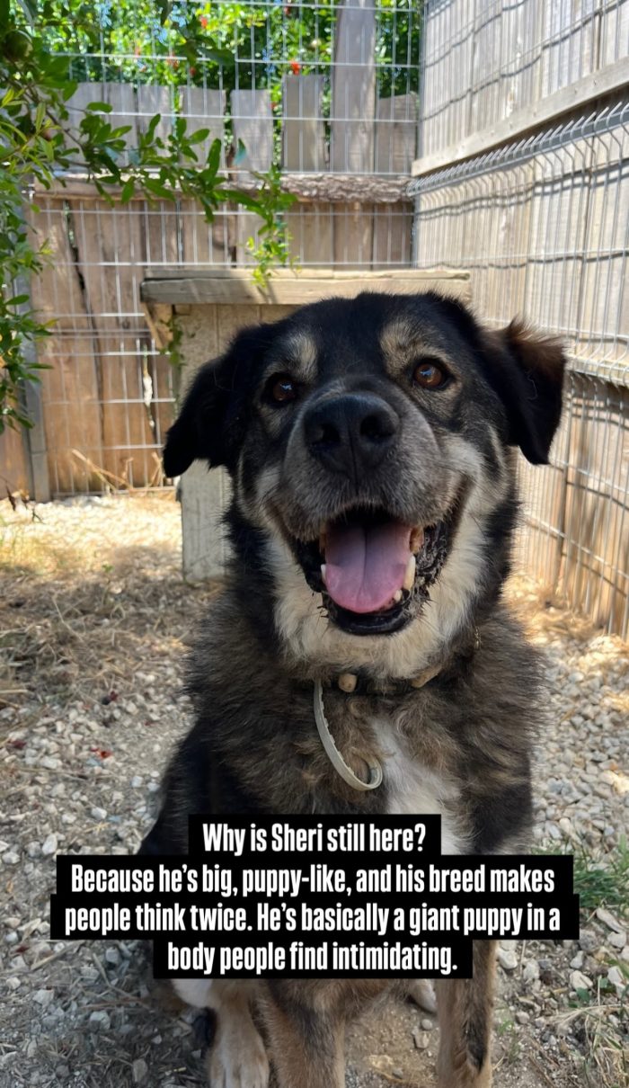 Sheri needs a home - media 10