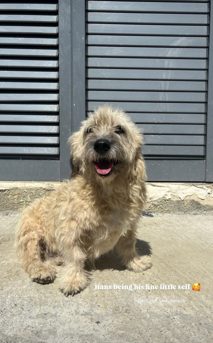 Hans needs a home - media 4