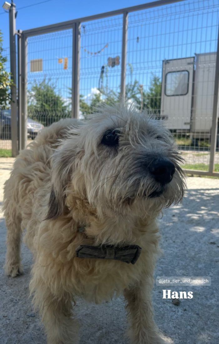 Hans needs a home
