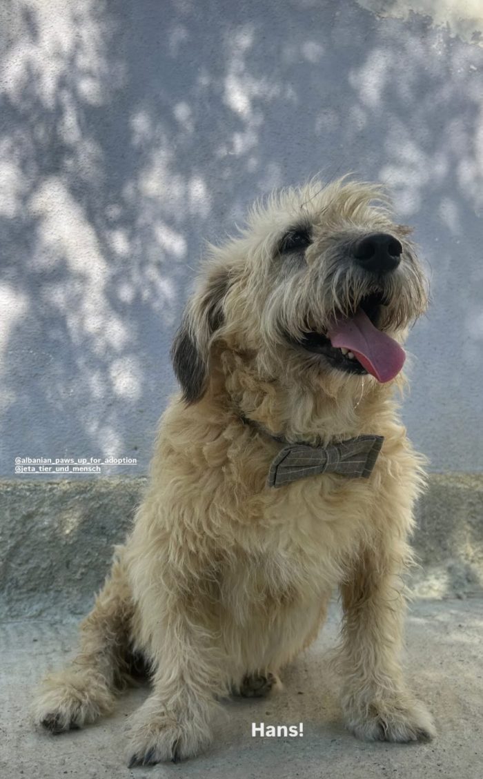 Hans needs a home - media 6