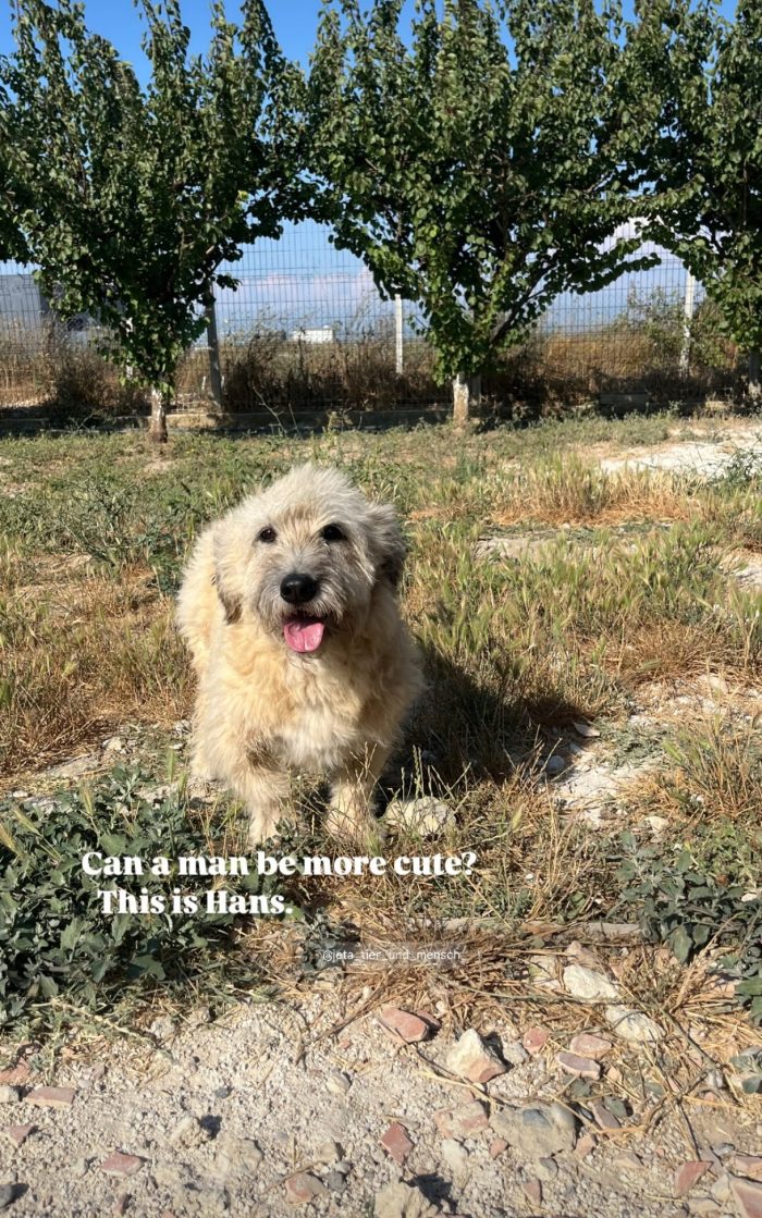 Hans needs a home - media 5