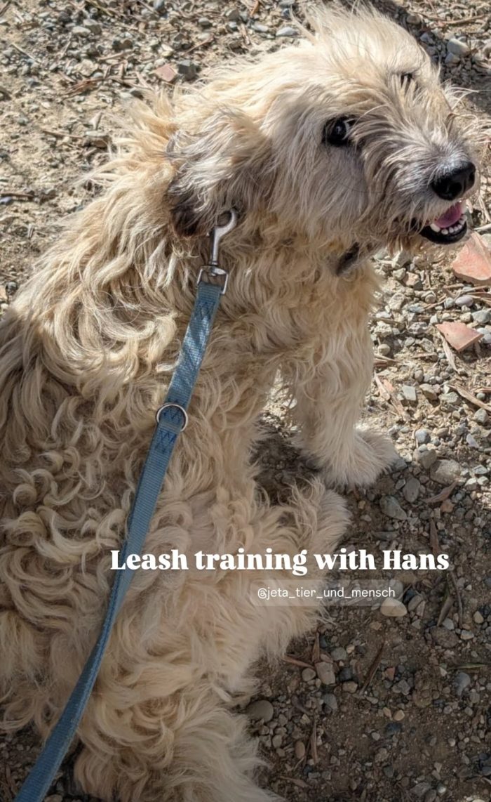 Hans needs a home - media 7