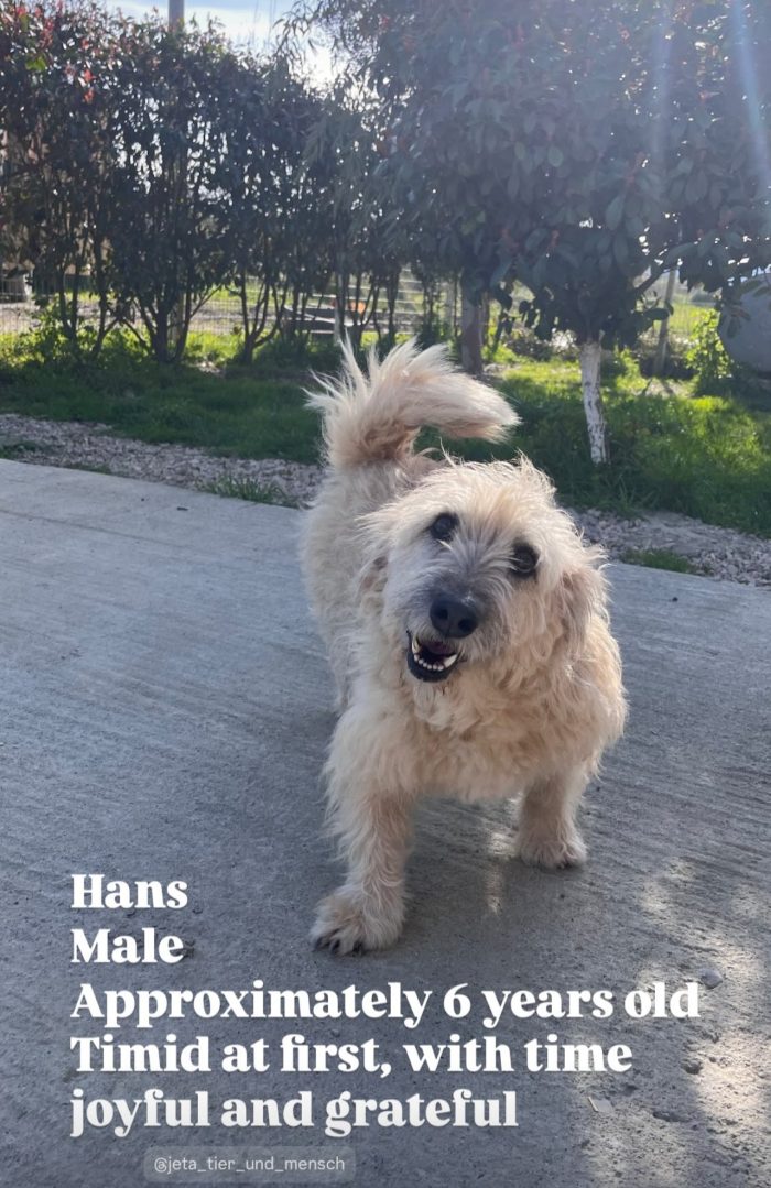 Hans needs a home - media 10