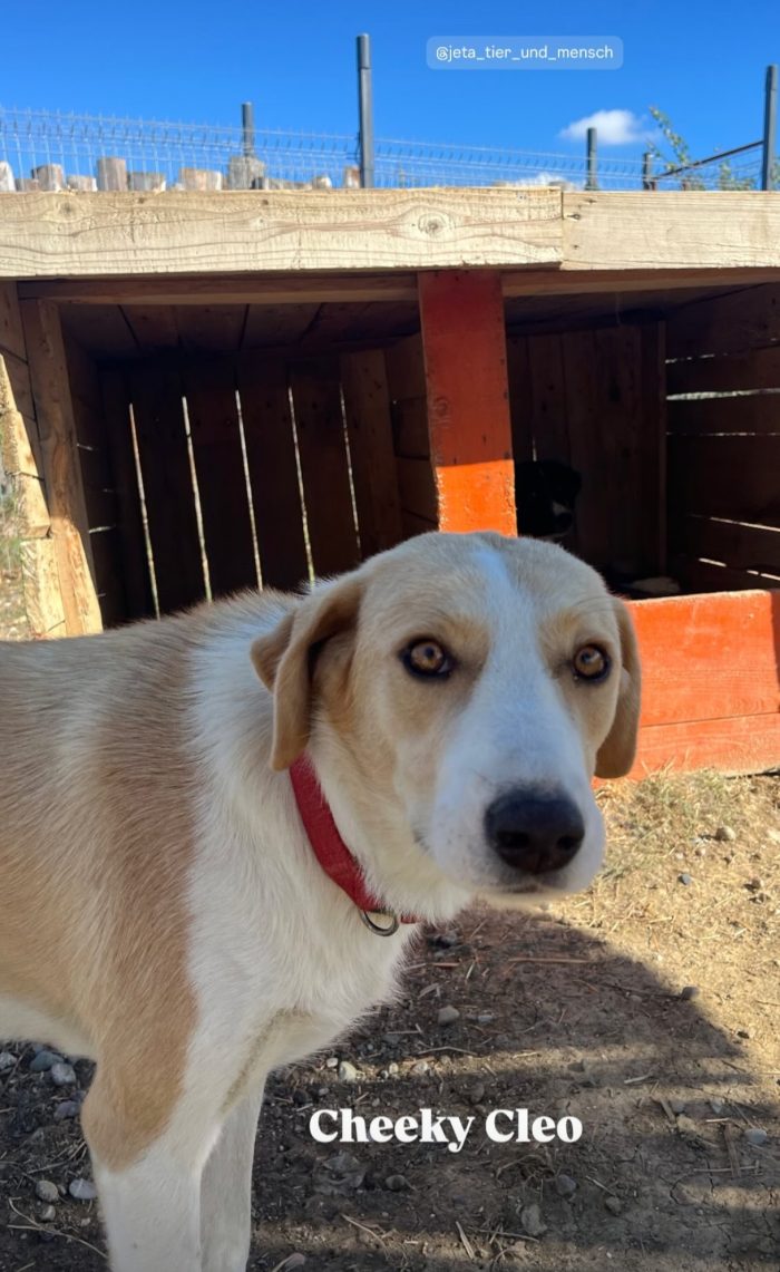 Cleo wants a home