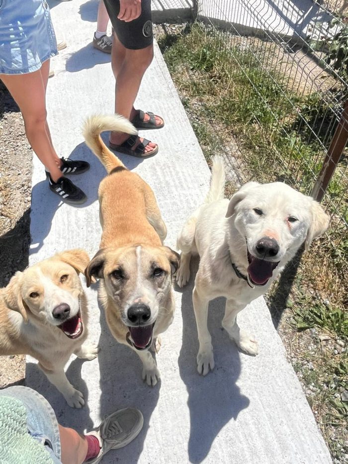 Cleo wants a home