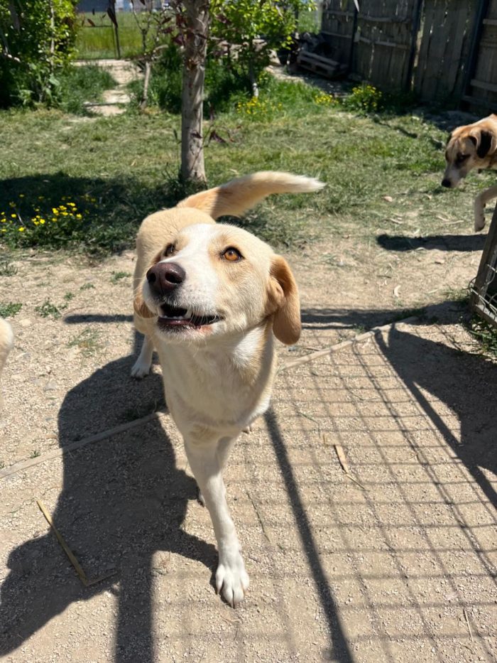 Cleo wants a home