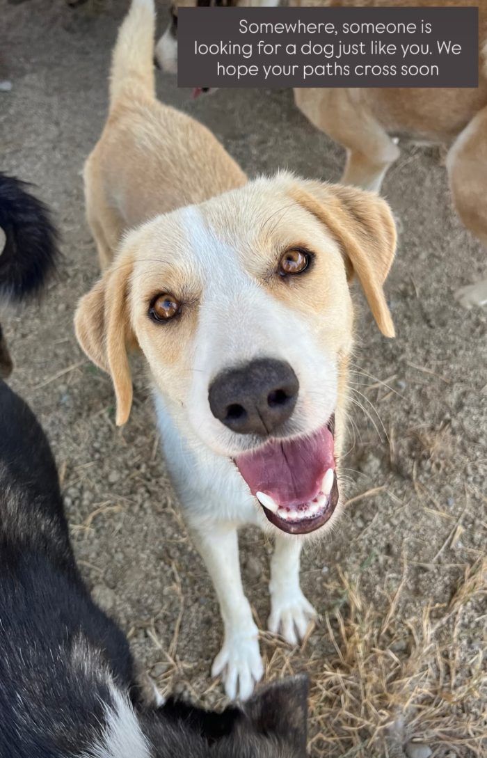Cleo wants a home - media 5