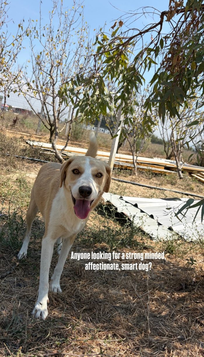 Cleo wants a home - media 6