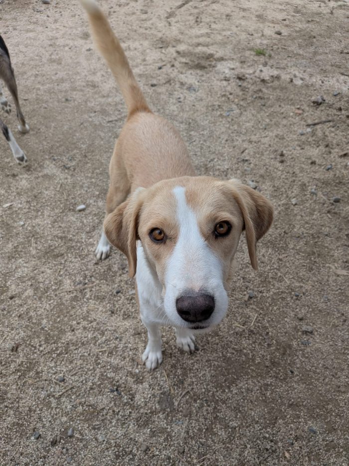 Cleo wants a home - media 9