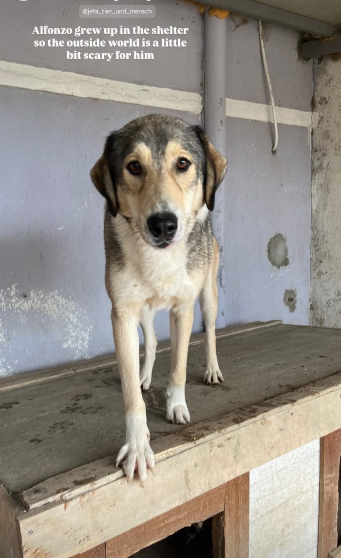 Alfonzo wants a home - media 5