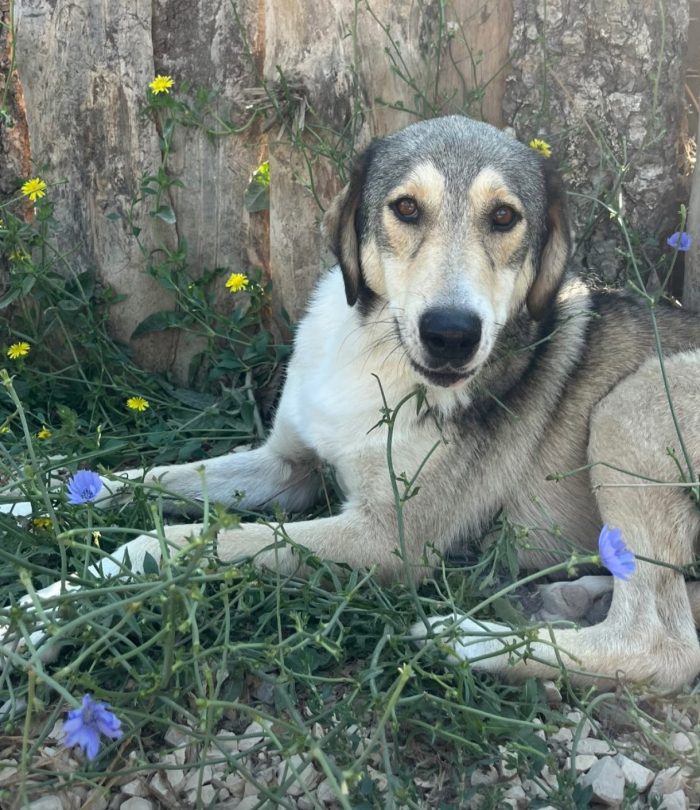 Alfonzo wants a home - media 6