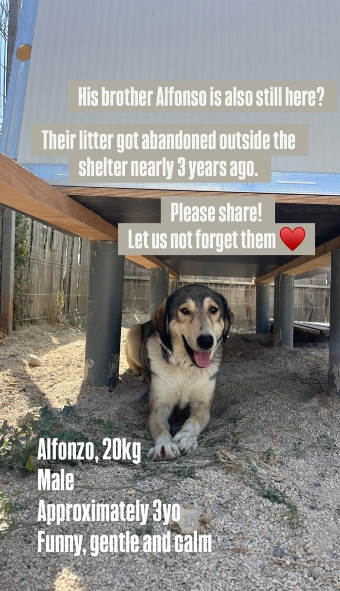 Alfonzo wants a home - media 8