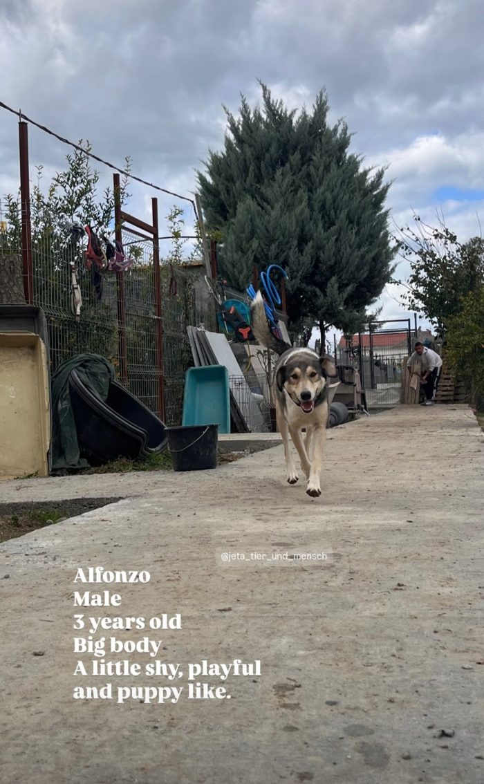 Alfonzo wants a home - media 7