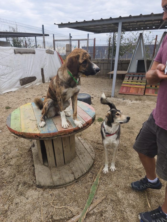 Alfonzo wants a home - media 9