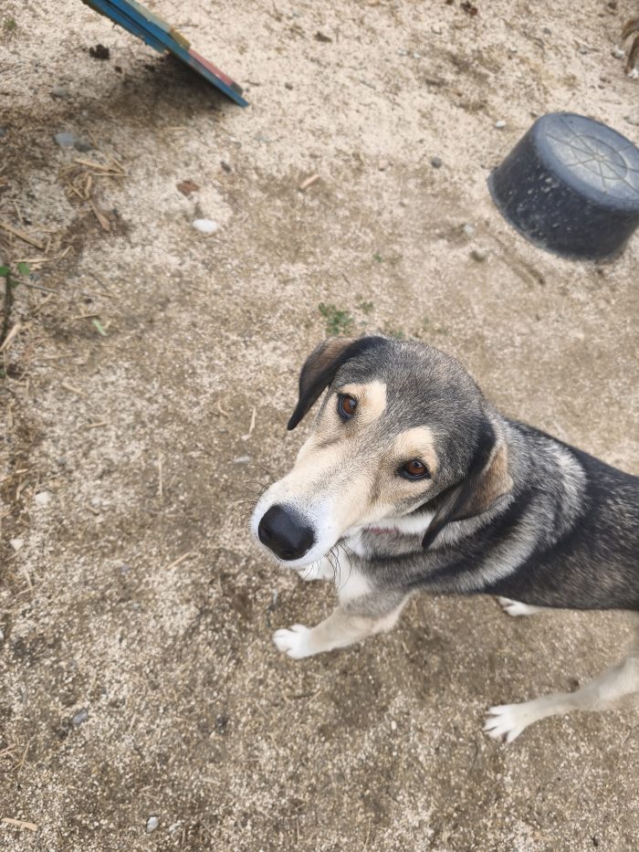 Alfonzo wants a home - media 10