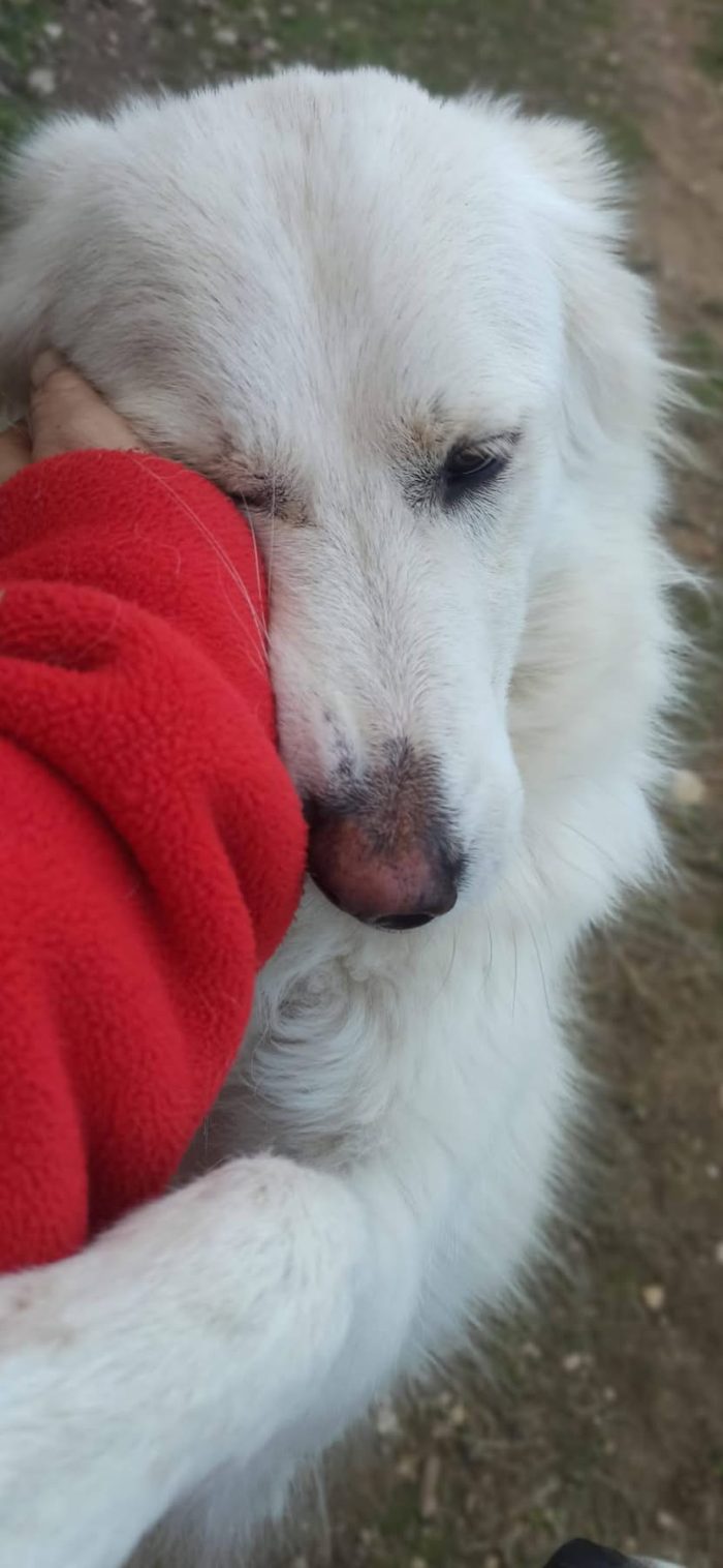 Wendy dolcissima cagnolina a pelo lungo