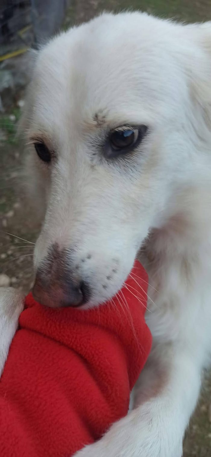 Wendy dolcissima cagnolina a pelo lungo