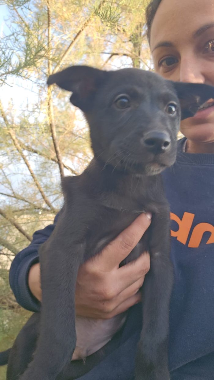 Darwin meraviglioso dolce cucciolo cerca casa
