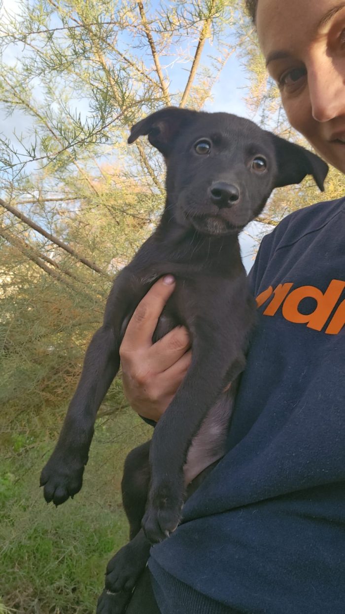 Darwin meraviglioso dolce cucciolo cerca casa