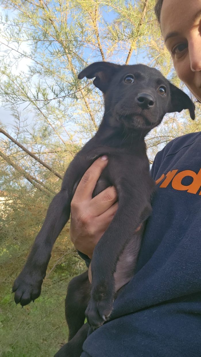 Darwin meraviglioso dolce cucciolo cerca casa