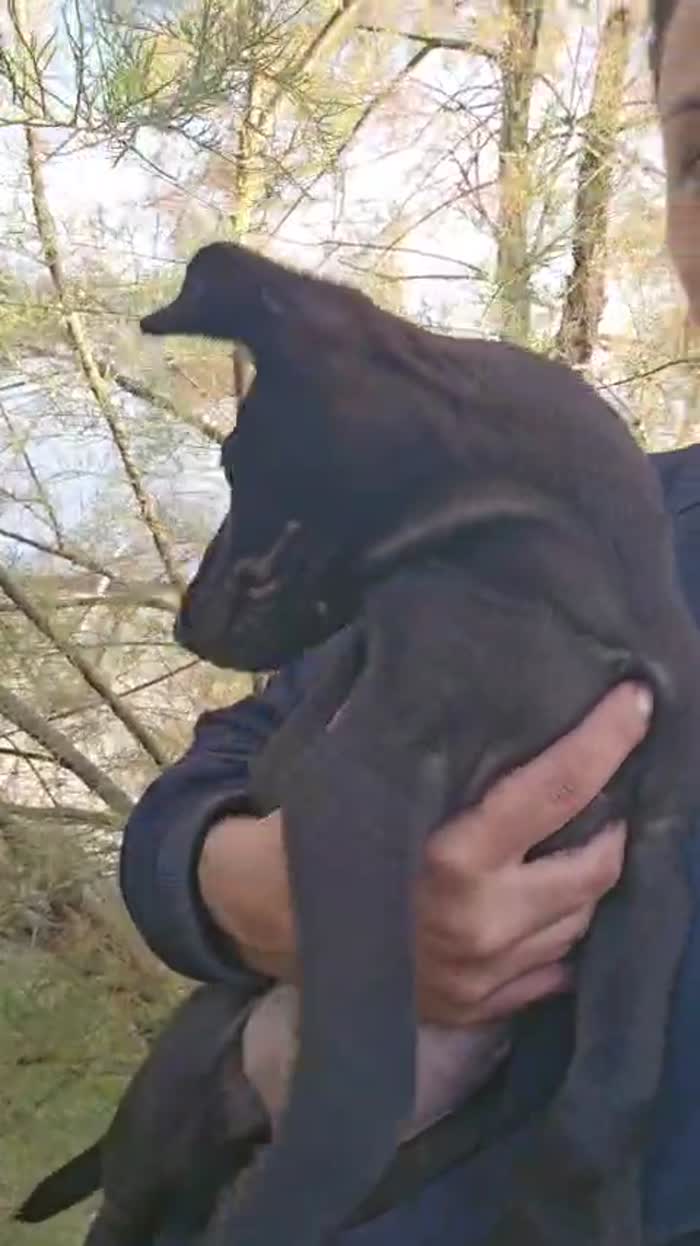 Darwin meraviglioso dolce cucciolo cerca casa - media 7