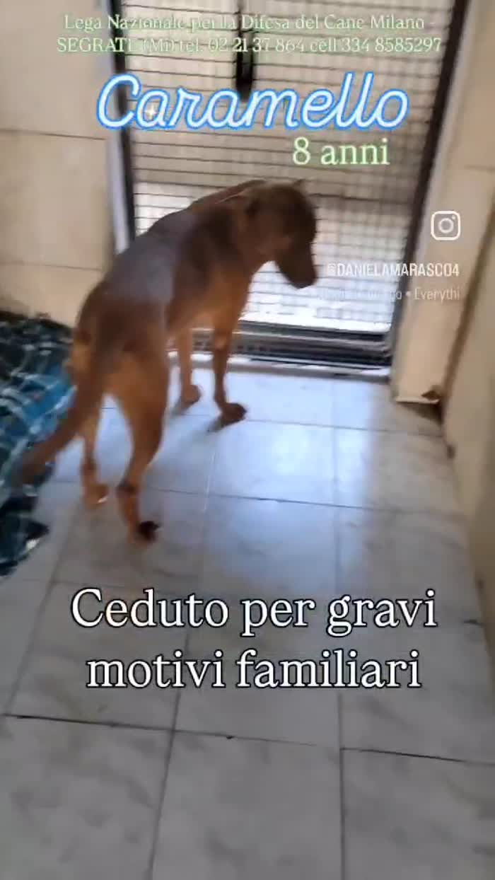 CARAMELLO DI NOME E DI FATTO - media 10