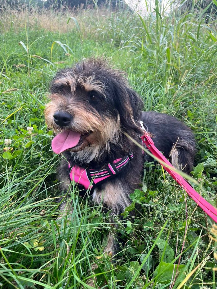 Ofelia, dolcezza infinita cerca casa 🏡