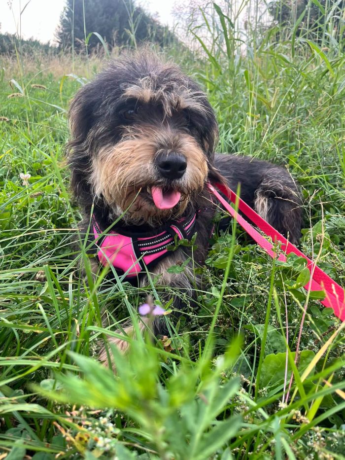 Ofelia, dolcezza infinita cerca casa 🏡
