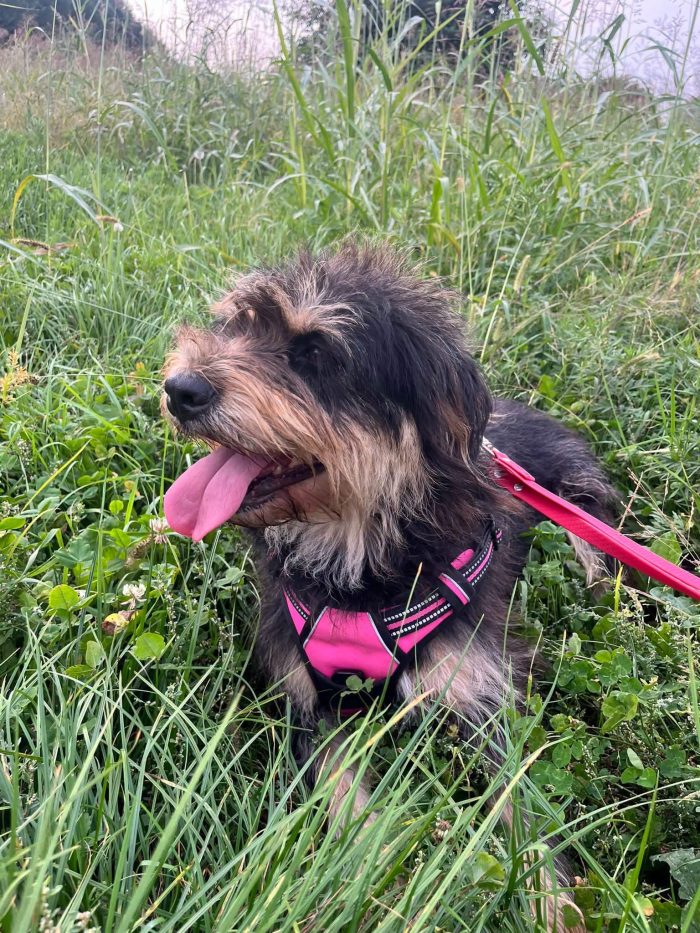 Ofelia, dolcezza infinita cerca casa 🏡