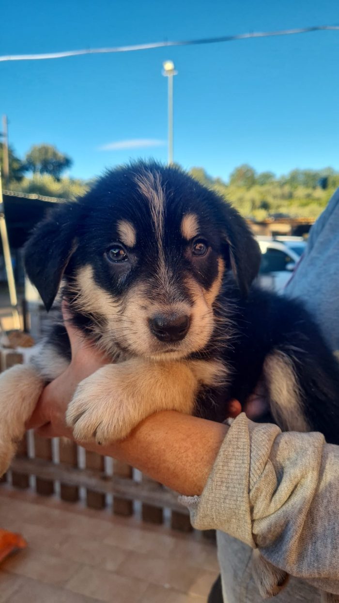 🩵🐶CUCCIOLO RINGO, DALL'ABBANDONO IN UN CASOLARE AL SOGNO DI UNA FAMIGLIA