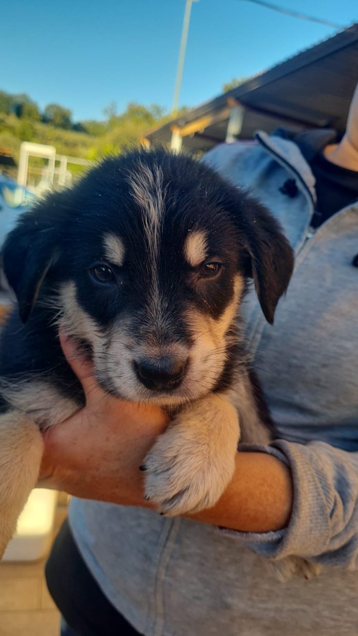 🩵🐶CUCCIOLO RINGO, DALL'ABBANDONO IN UN CASOLARE AL SOGNO DI UNA FAMIGLIA - media 4