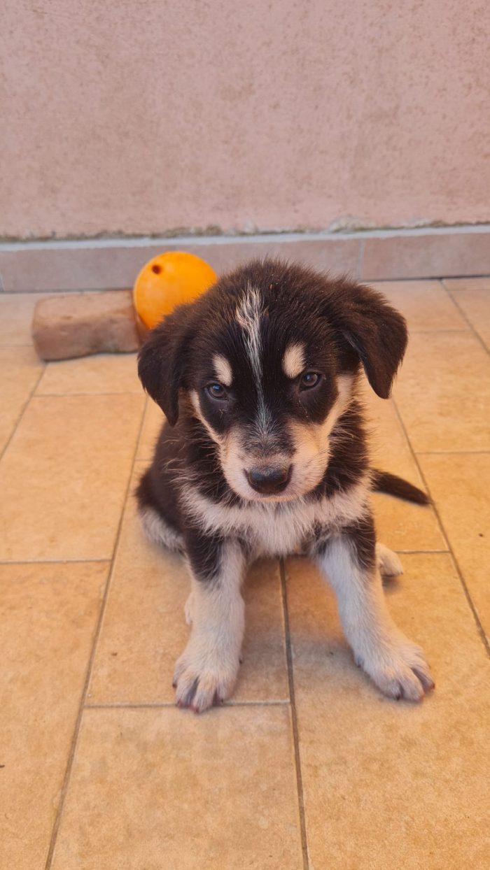 🩵🐶CUCCIOLO RINGO, DALL'ABBANDONO IN UN CASOLARE AL SOGNO DI UNA FAMIGLIA - media 6