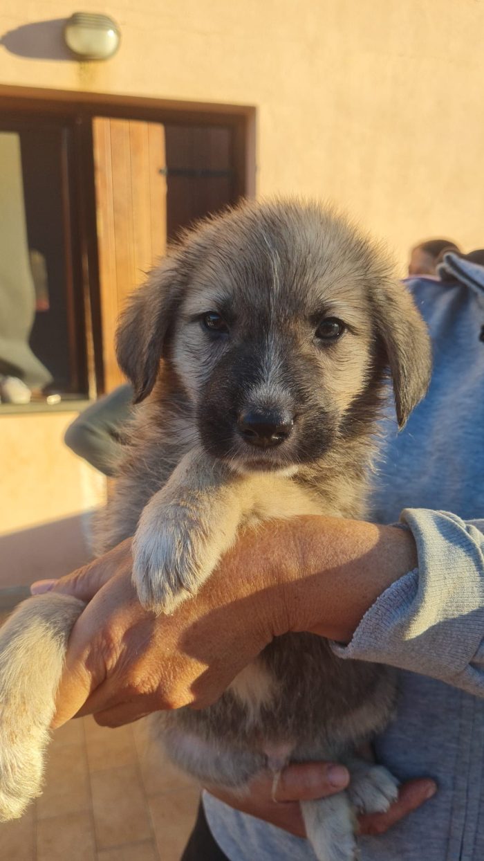 💙CUCCIOLO MILO CERCA LA SUA FAMIGLIA 🏠❤️