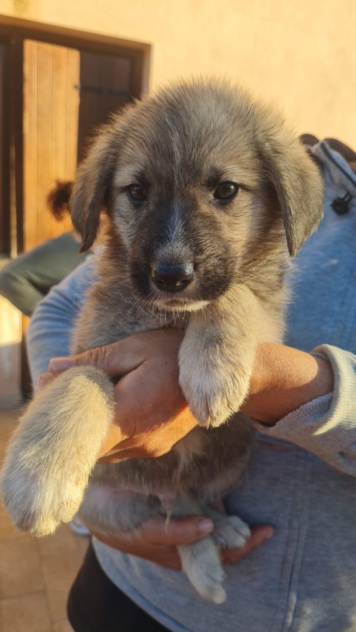 💙CUCCIOLO MILO CERCA LA SUA FAMIGLIA 🏠❤️