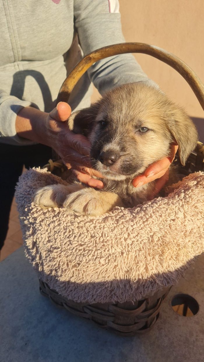 💙CUCCIOLO MILO CERCA LA SUA FAMIGLIA 🏠❤️