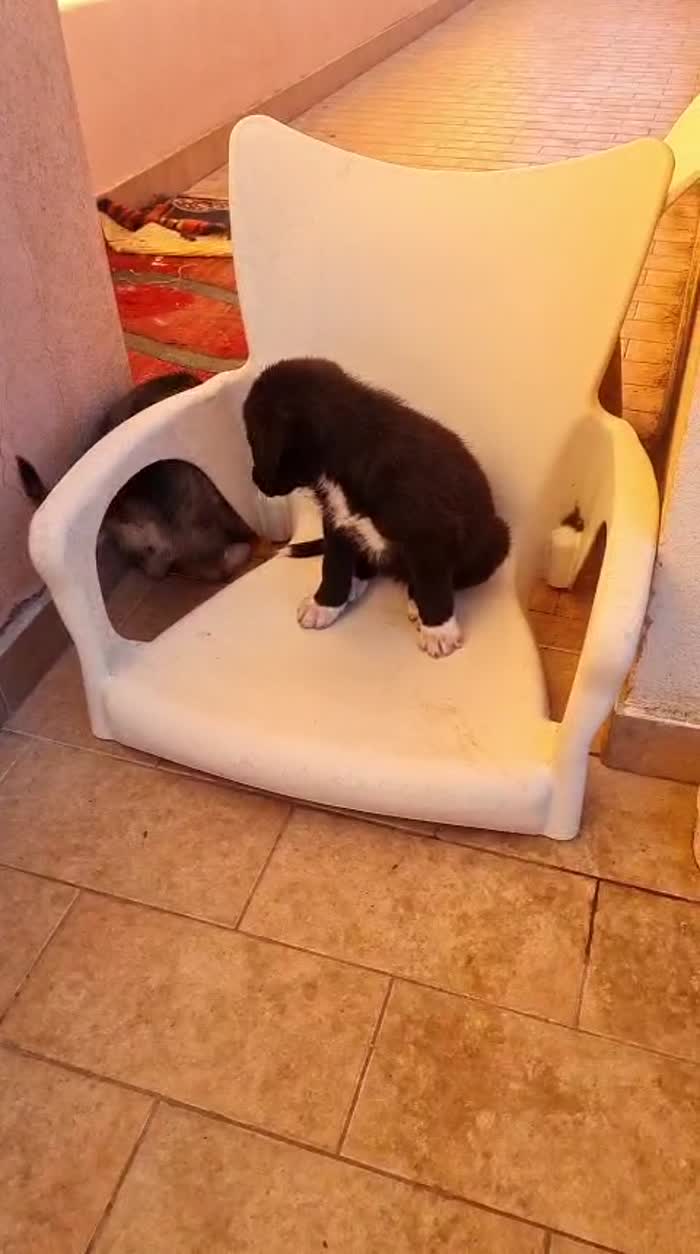 💙CUCCIOLO MILO CERCA LA SUA FAMIGLIA 🏠❤️ - media 6