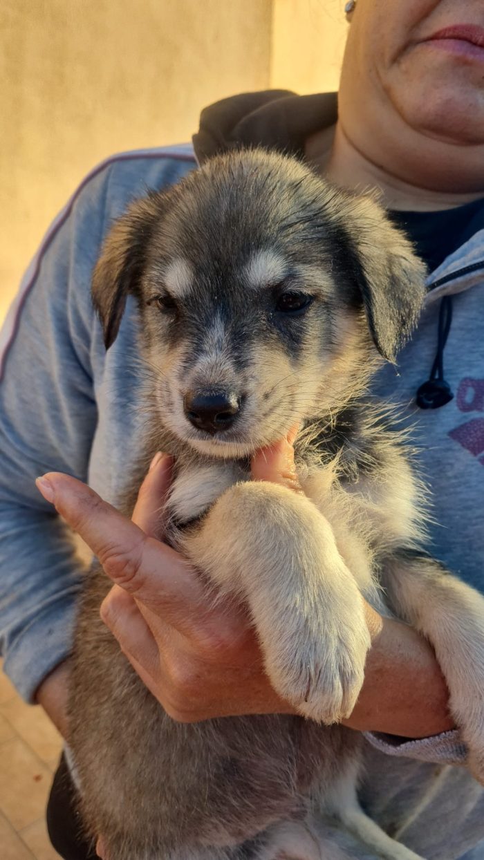 💙CUCCIOLO SNOOPY CERCA LA SUA FAMIGLIA 🏠❤️ - media 5