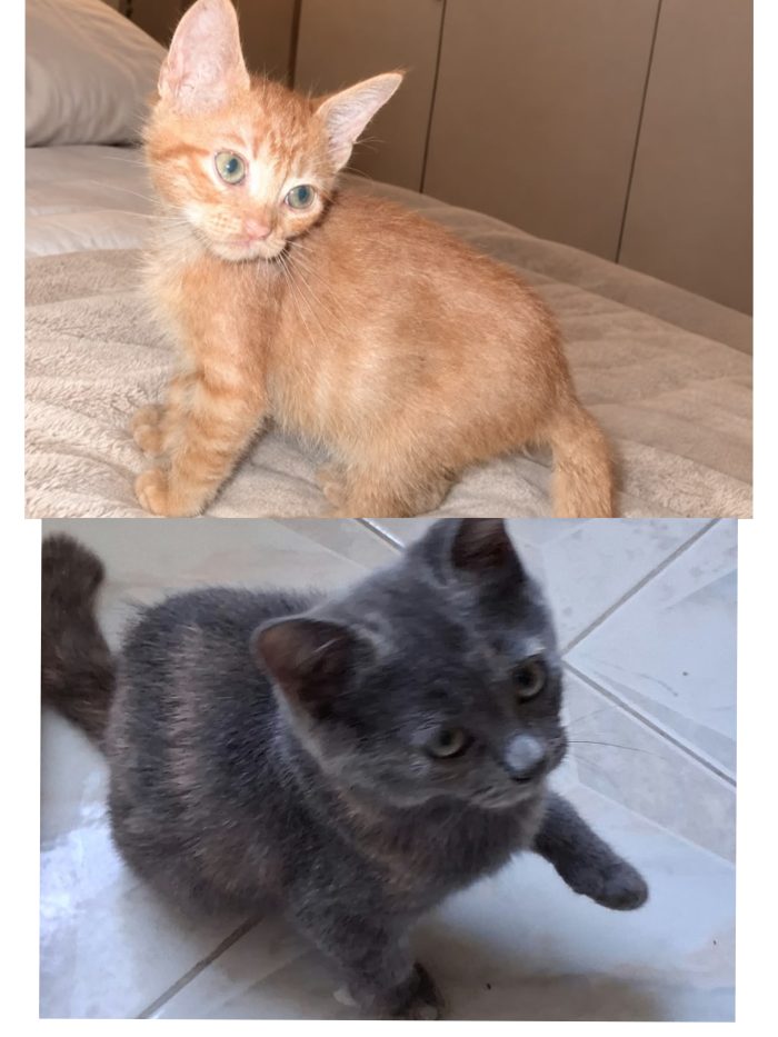 Dolcissimi gattini